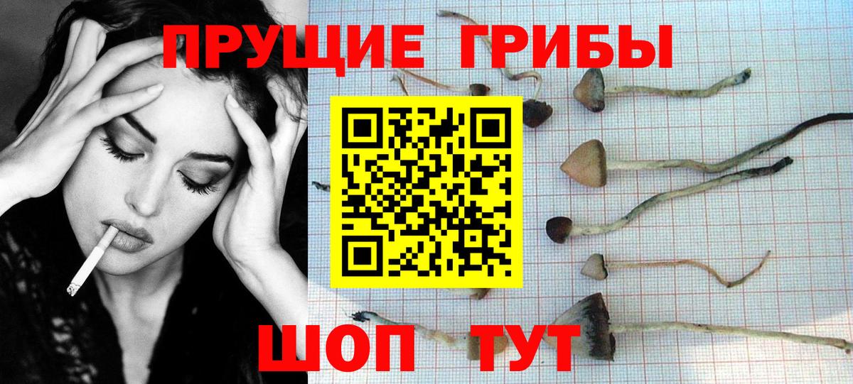 Галлюциногенные грибы Psilocybe Таганрог